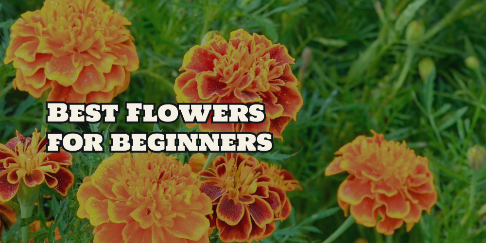 Top 10 Easy Flower Seeds for Beginner Gardeners – Three Pine Friday