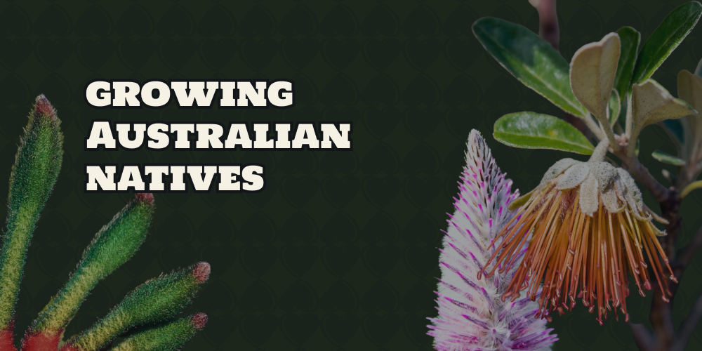 Growing Australian natives from seed