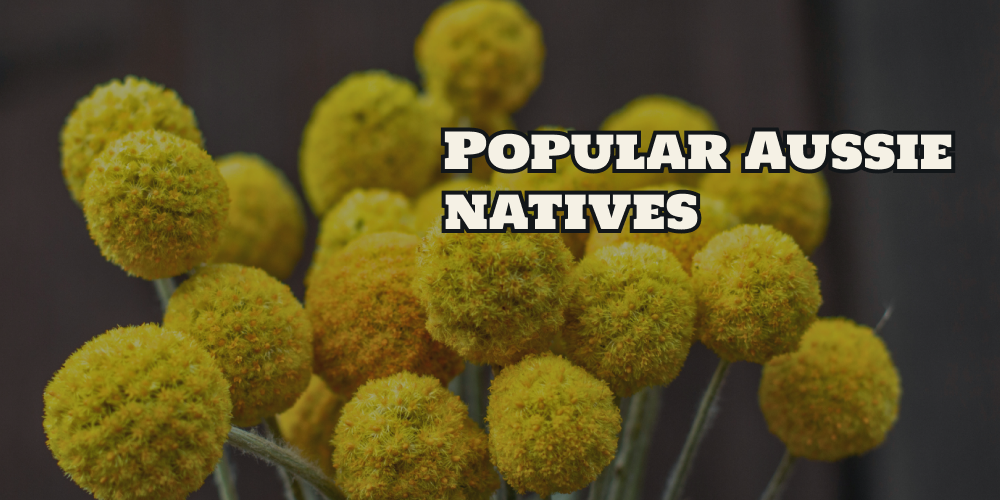 Top 10 Popular Australian Native Flowers For Gardens