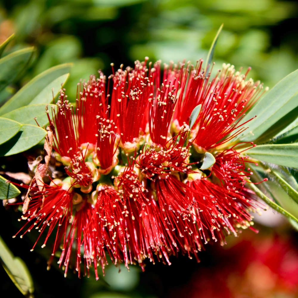 
                  
                    Crimson Bottlebrush Seeds
                  
                