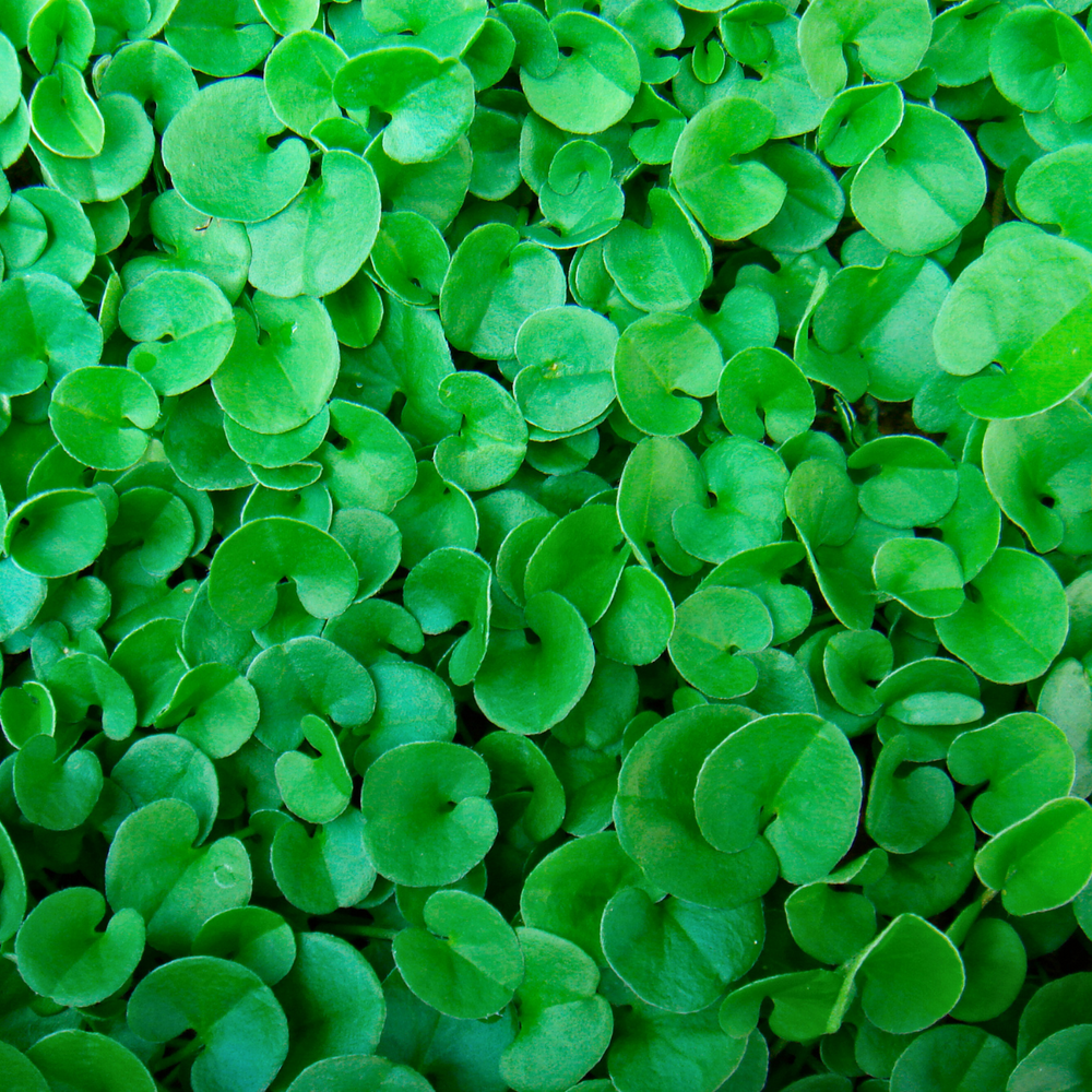 
                  
                    Dichondra repens close up showing leaves
                  
                