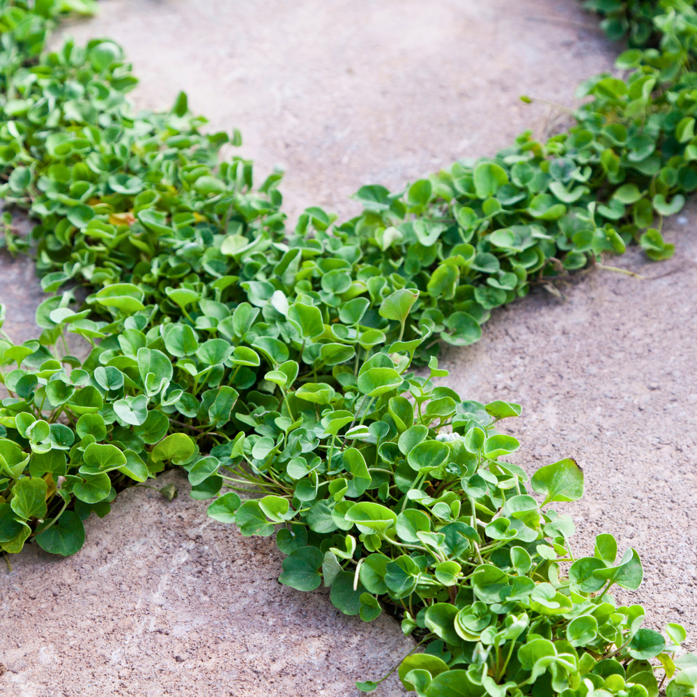 
                  
                    Dichondra repens in paving
                  
                