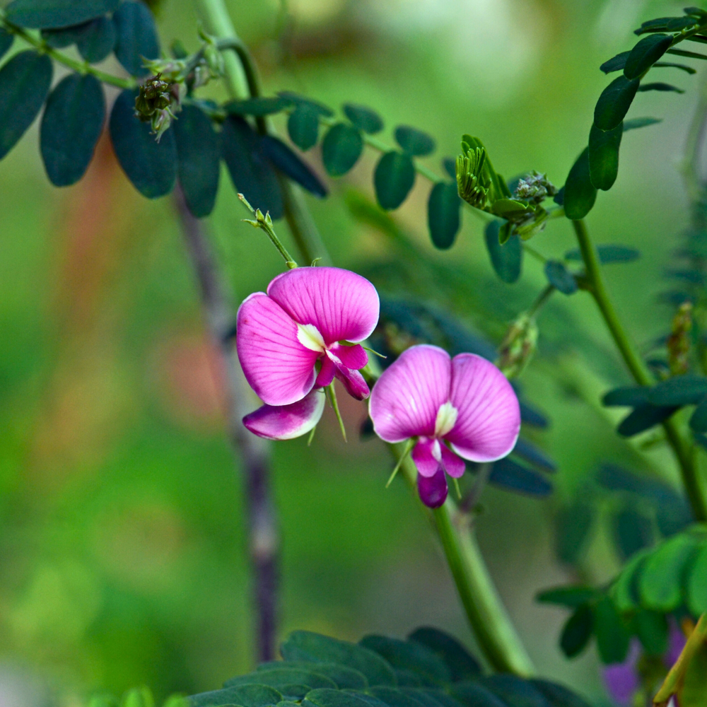 
                  
                    Indigofera australis flowers and foliage
                  
                