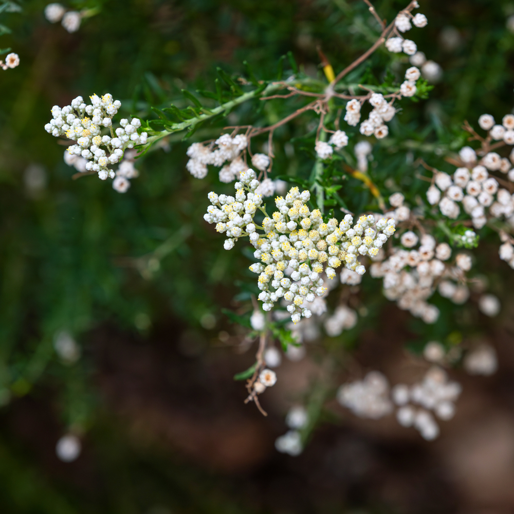 
                  
                    White and light pink flowers of the rice flower
                  
                