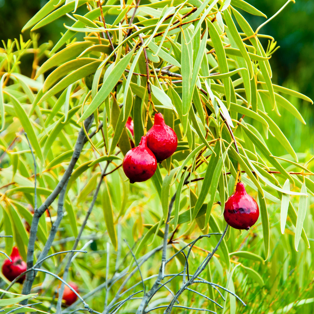 
                  
                    A Quandong Native Peach bush
                  
                