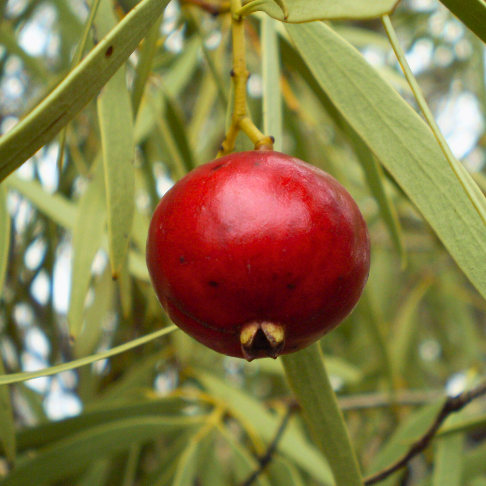 
                  
                    A ripe Quandong peach up close on a branch
                  
                