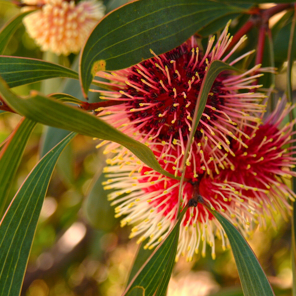 
                  
                    Sea Urchin Hakea close up
                  
                