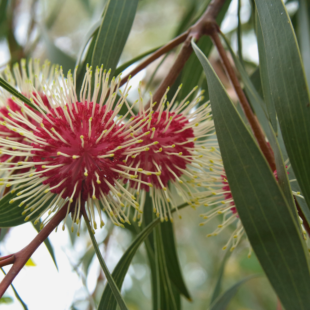 
                  
                    Sea Urchin Hakea on a branch
                  
                