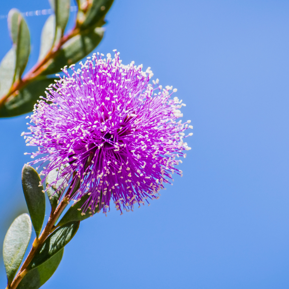 
                  
                    Showy Honey Myrtle pink flower up close
                  
                