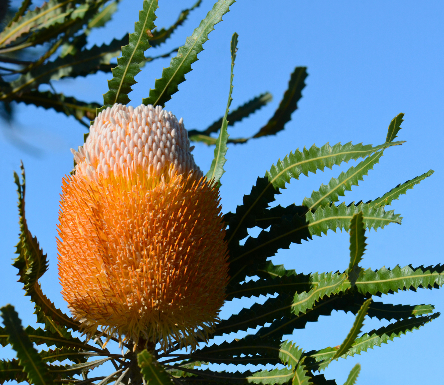 Banksia prionotes 'Acorn Banksia' Seeds