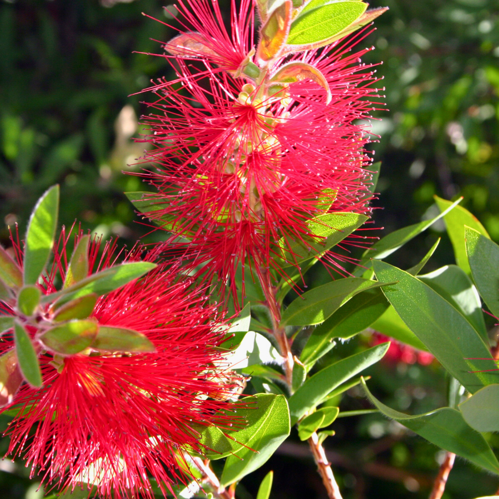 Crimson Bottlebrush Seeds