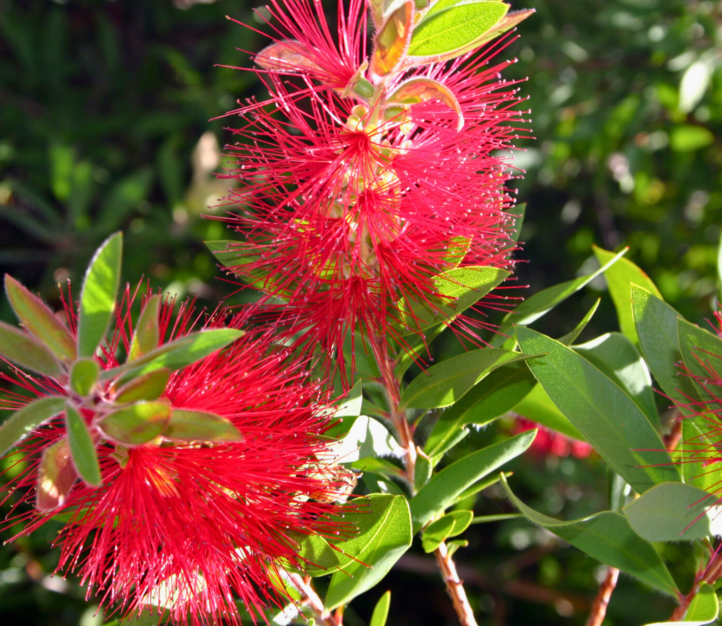 Crimson Bottlebrush Seeds