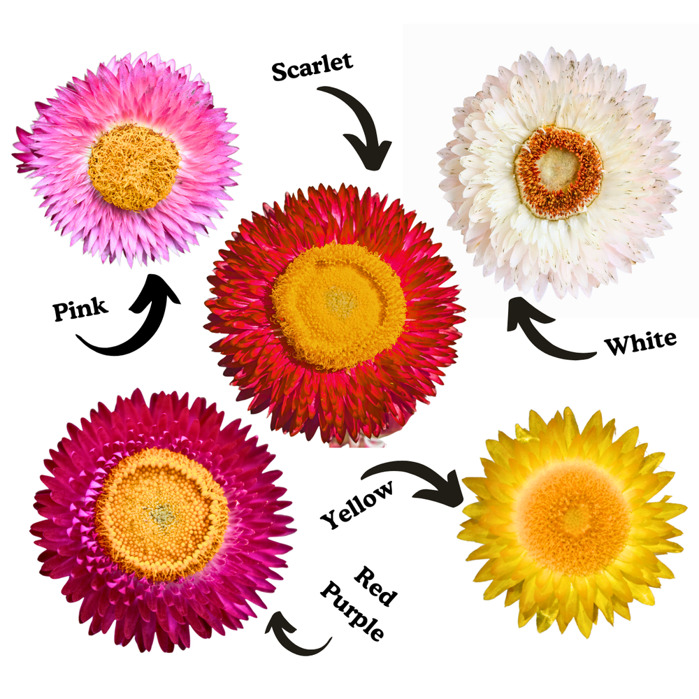 Everlasting Strawflower Seed Bundle