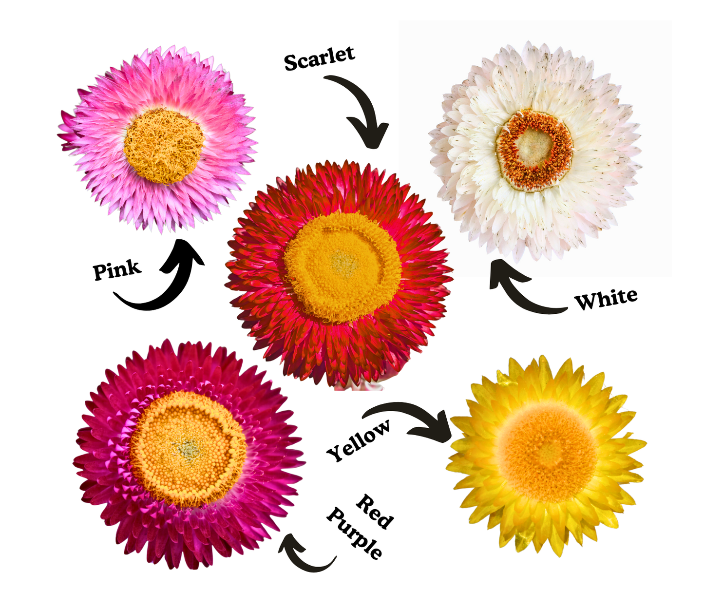 Everlasting Strawflower Seed Bundle