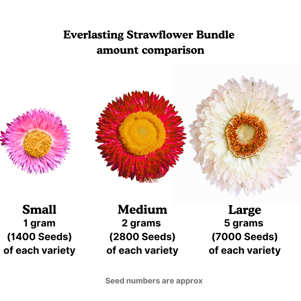 
                  
                    Everlasting Strawflower Seed Bundle
                  
                