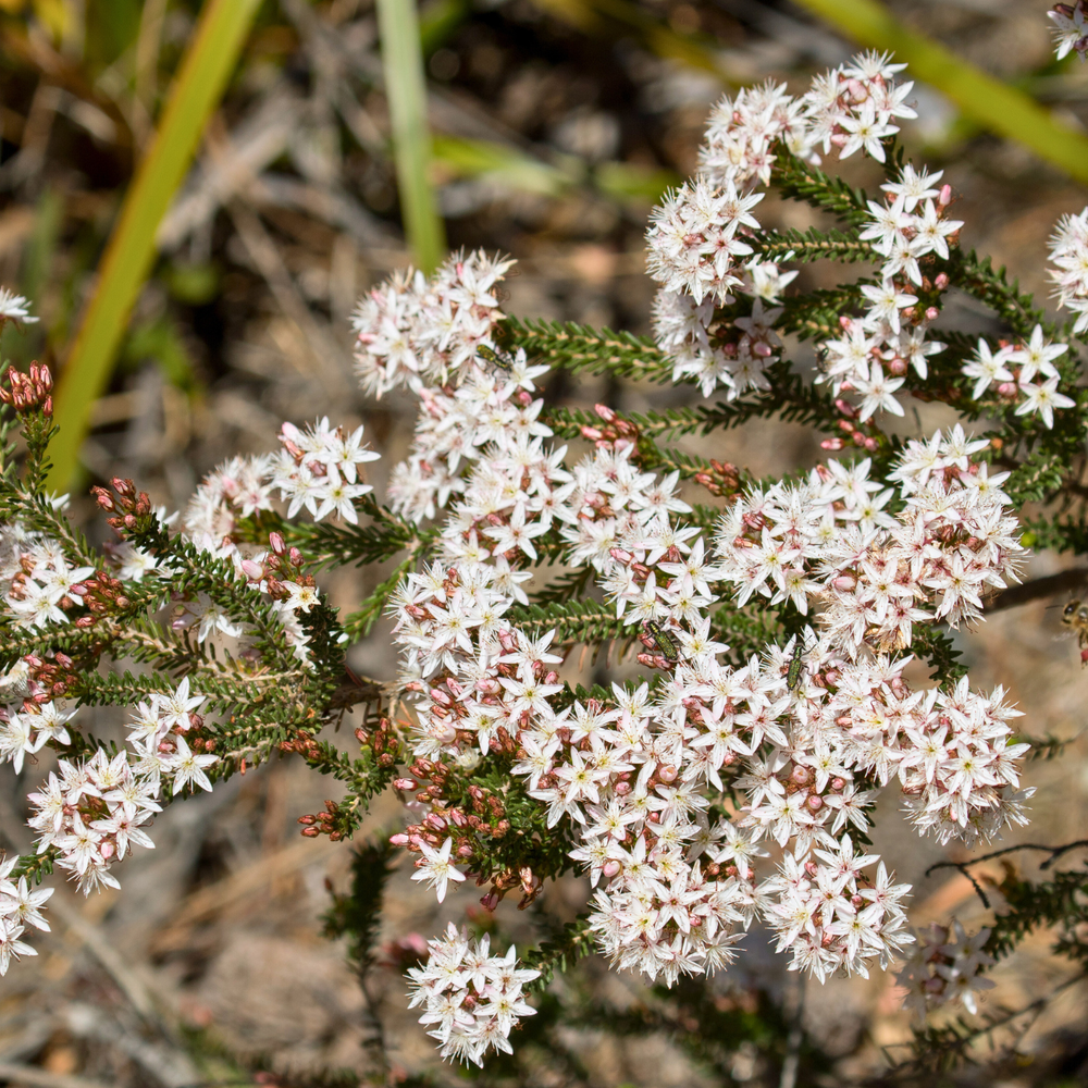 Calytrix tetragona 'Fringe Myrtle' Seeds