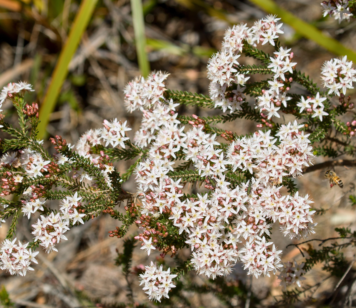 Calytrix tetragona 'Fringe Myrtle' Seeds