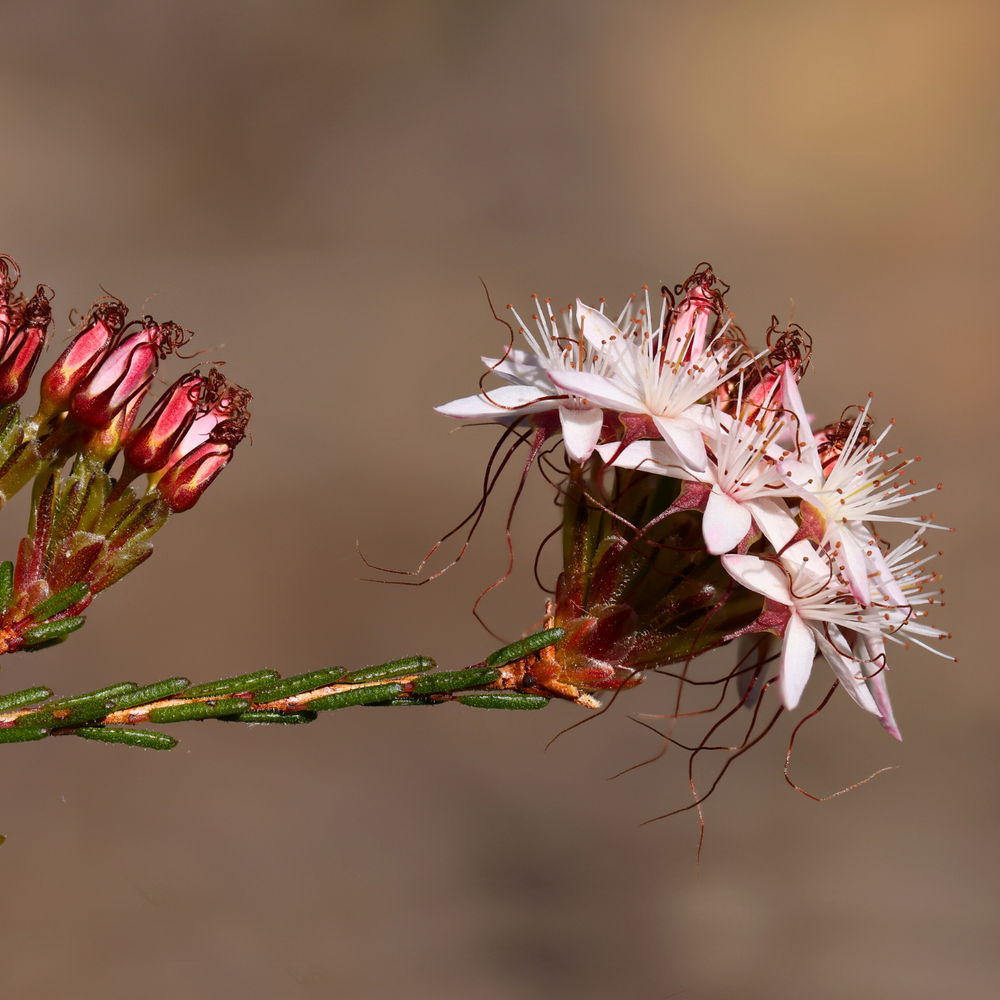 
                  
                    Calytrix tetragona 'Fringe Myrtle' Seeds
                  
                