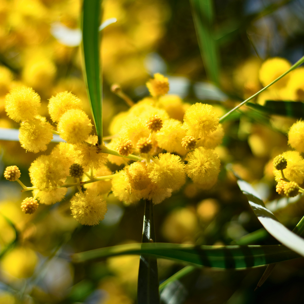 
                  
                    Acacia Pycnantha 'Golden Wattle' Seeds
                  
                