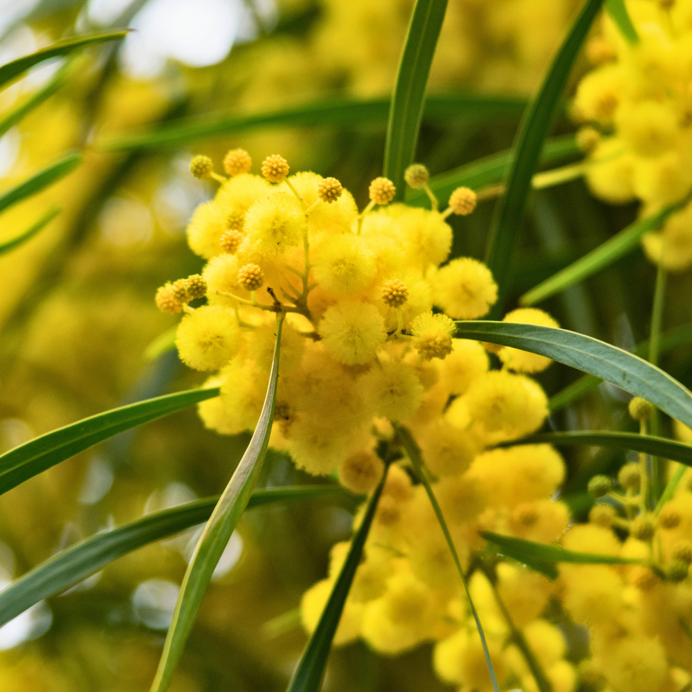 Acacia Pycnantha 'Golden Wattle' Seeds