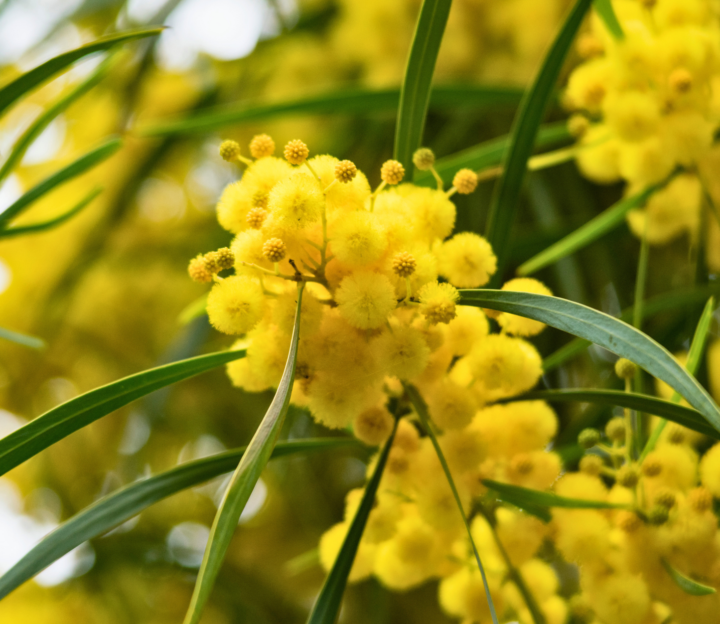 Acacia Pycnantha 'Golden Wattle' Seeds