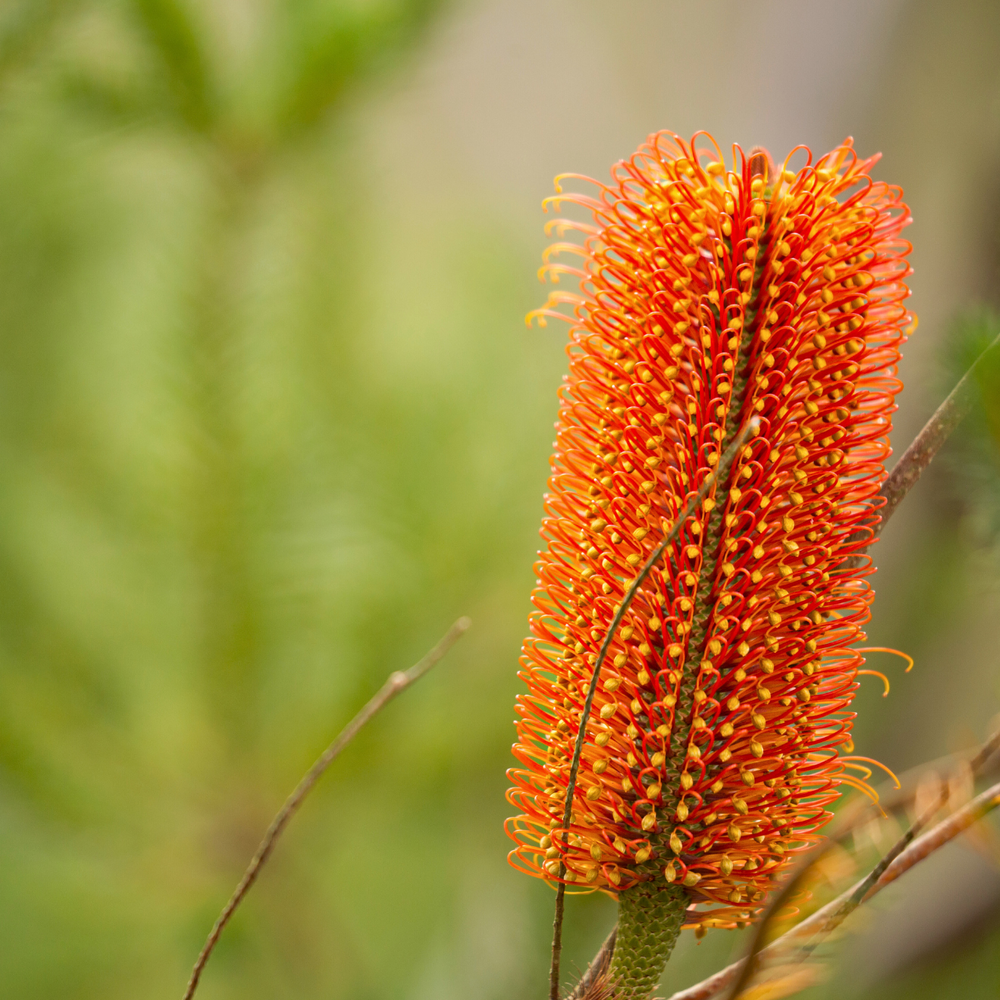 Banksia ericifolia 'Heath Banksia' Seeds