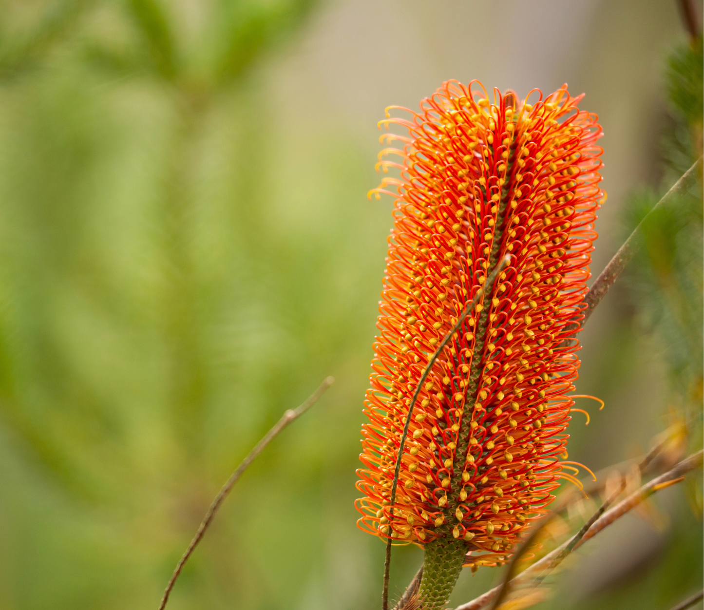 Banksia ericifolia 'Heath Banksia' Seeds