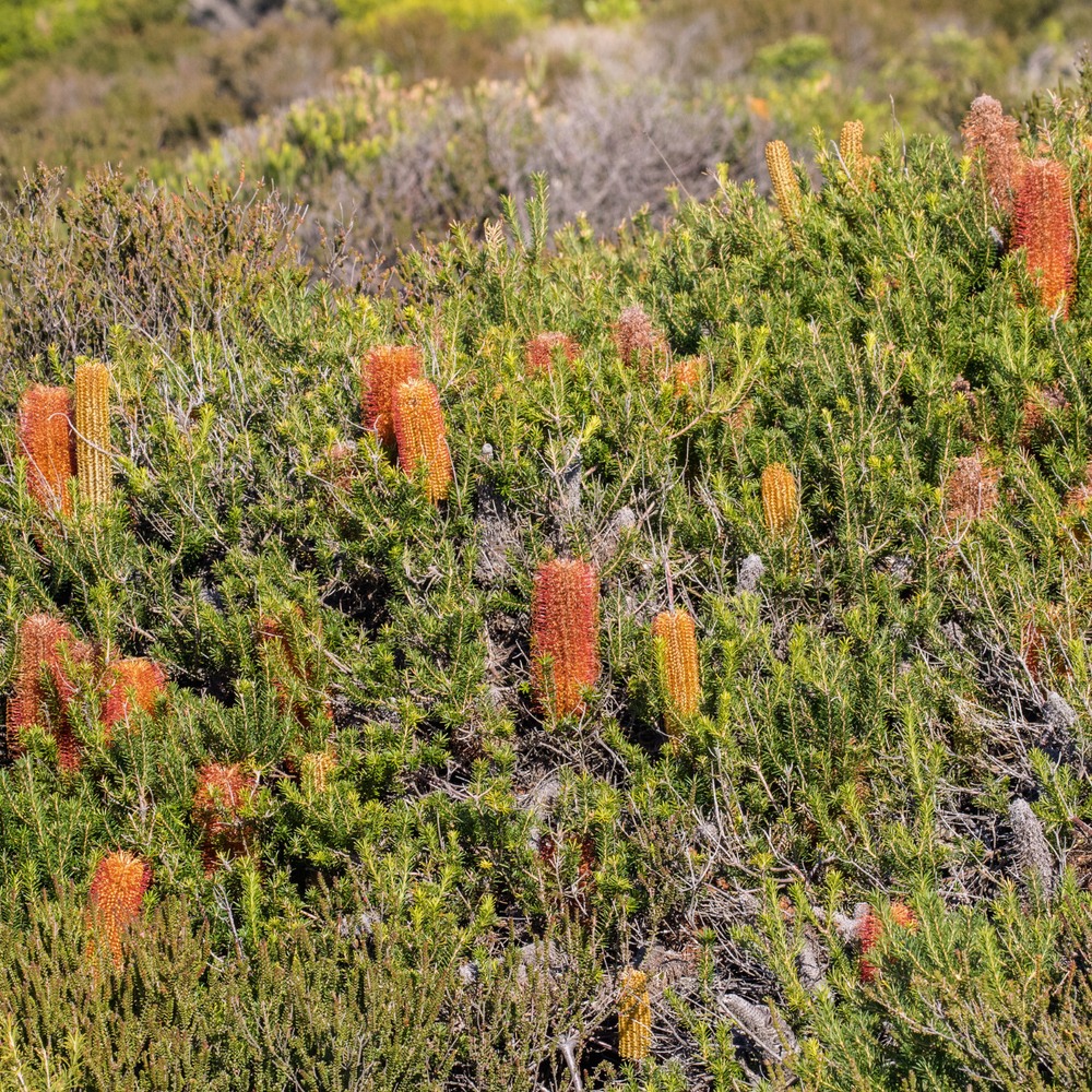 
                  
                    Banksia ericifolia 'Heath Banksia' Seeds
                  
                