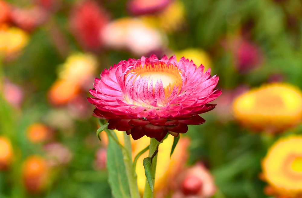 
                  
                    Scarlet coloured everlasting strawflower
                  
                