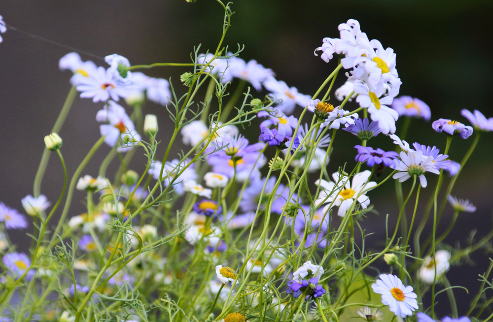 
                  
                    Native Ground Cover Seed Bundle
                  
                