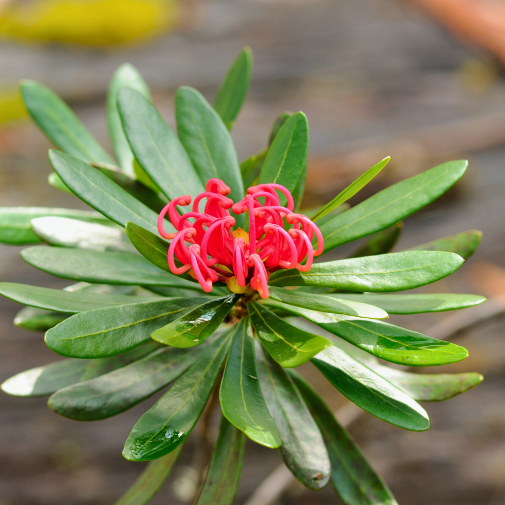 
                  
                    Tasmanian Waratah flower up close
                  
                