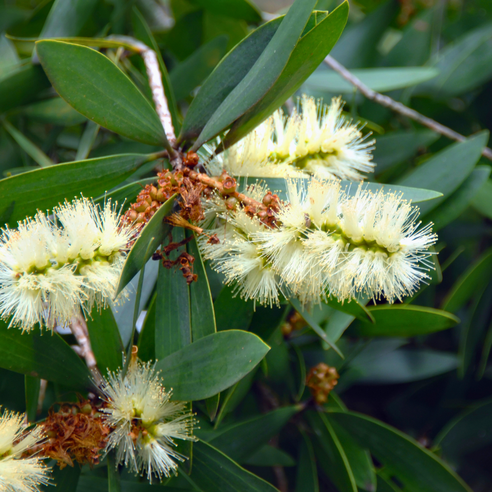 White Flowering Bottlebrush Seeds