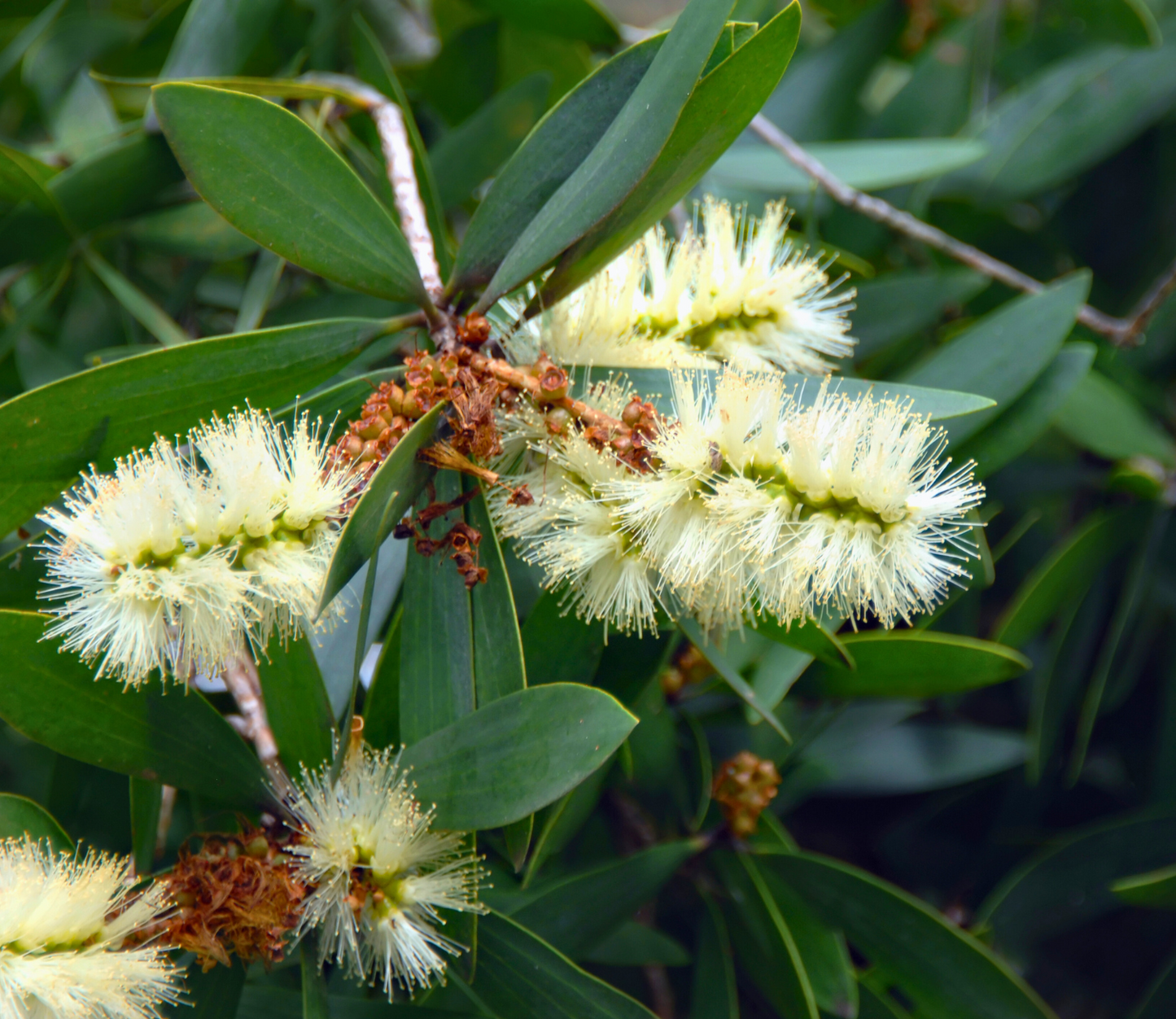 White Flowering Bottlebrush Seeds